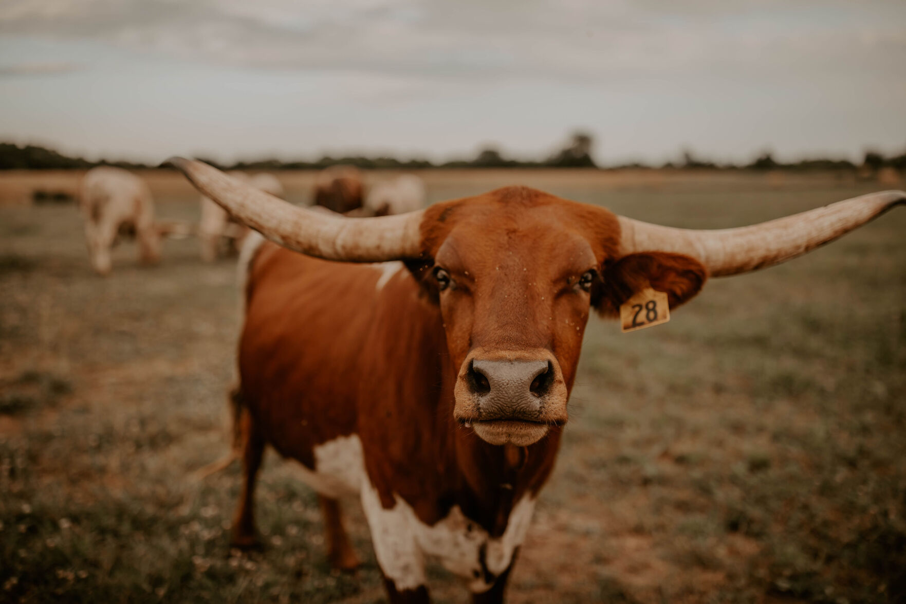Longhorn cattle